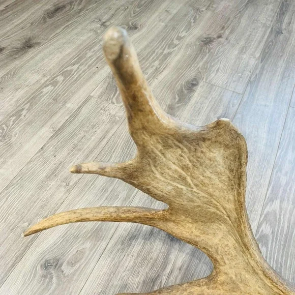 Naturally Shed Wild Moose Antler (Horn, Knife, Carving, Chew, Taxidermy) Full - Picture 8 of 16
